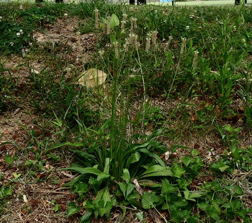 {Plantago lanceolata}